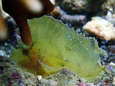 ハダカハオコゼ　宮古島