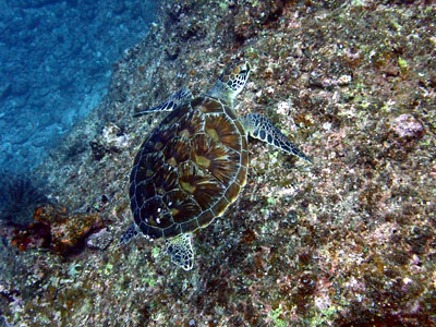 アオウミガメ　宮古島