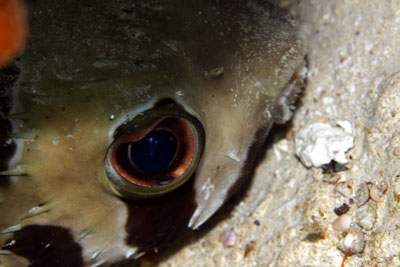 ヒトヅラハリセンボン