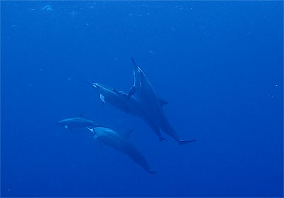 宮古島　イルカ