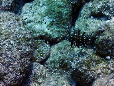 オビテンスモドキの幼魚