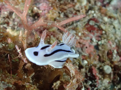 ミゾレウミウシ　宮古島