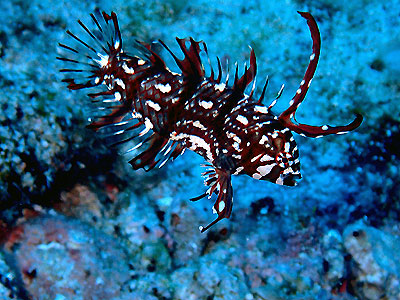 オビテンスモドキの幼魚