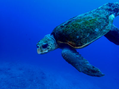 アカウミガメ　宮古島