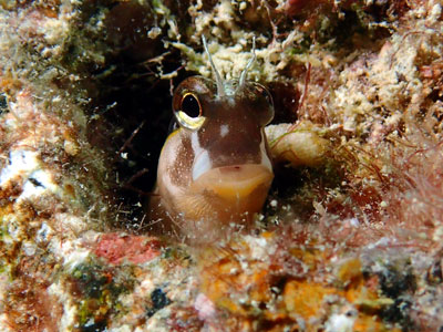 ヒトスジギンポ　宮古島