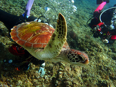 アオウミガメ　宮古島