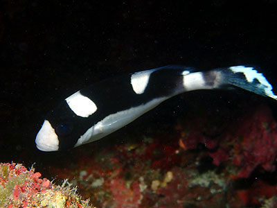 アジアコショウダイ　宮古島