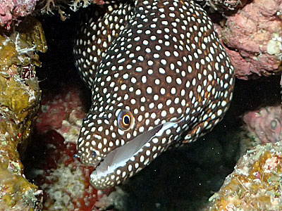 ハナビラウツボ　宮古島