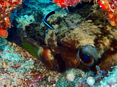 ヒトヅラハリセンボン　宮古島