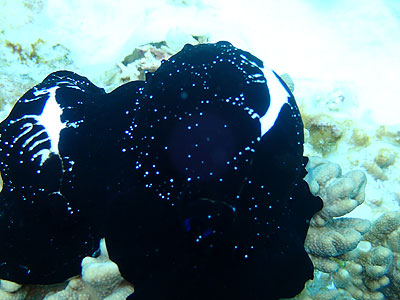 ウミウサギ貝　宮古島