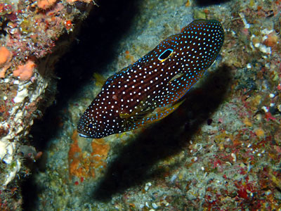 シモフリタナバタウオ　宮古島