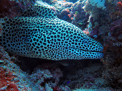 ニセゴイシウツボ　宮古島