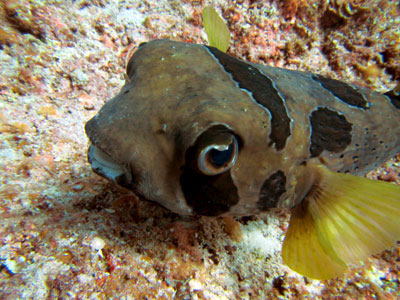 ヒトヅラハリセンボン　宮古島