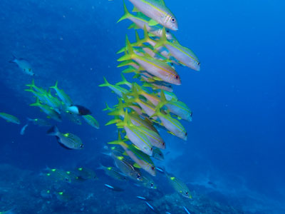 アカヒメジ　宮古島