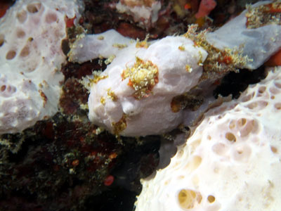 カエルアンコウ　宮古島