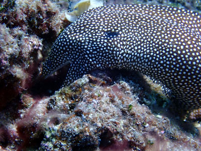 ハナビラウツボ　カラカラ先生　宮古島ダイビング