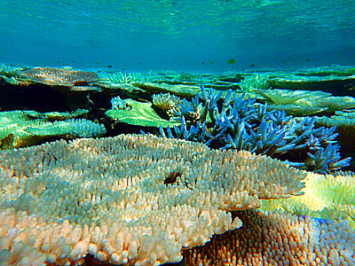 八重干瀬　サンゴ