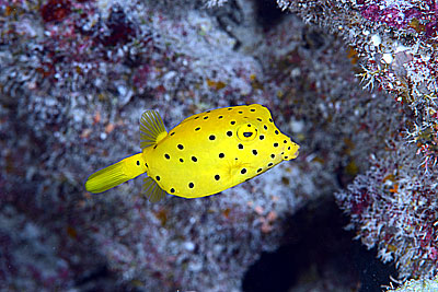 ミナミハコフグの幼魚