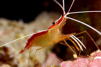 アカシマシラヒゲエビ　宮古島