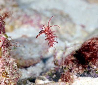 オビテンスモドキの幼魚