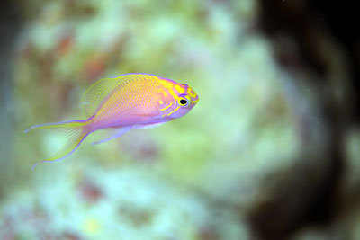 ハナゴンベの幼魚