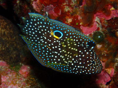 シモフリタナバタウオ　宮古島