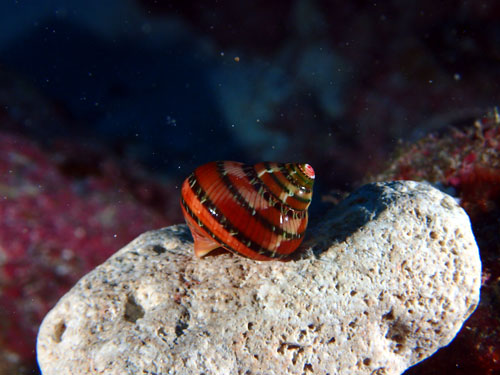 リュウテンサザエ　宮古島　カラカラ先生