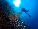 カラカラ先生のダイビングスクール　宮古島　シミランツアー