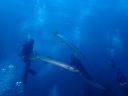 カラカラ先生のダイビングスクール　宮古島　シミランツアー