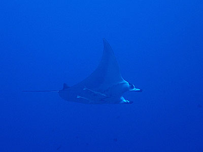 マンタ 宮古島