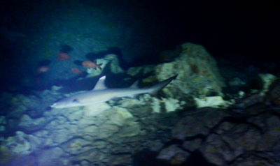 宮古島 ダイビング
