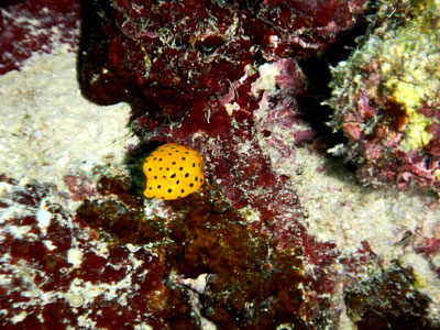 ミナミハコフグ 幼魚