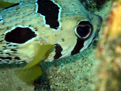 ヒトヅラハリセンボン　宮古島　ダイビング