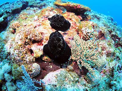 ウミウサギ貝
