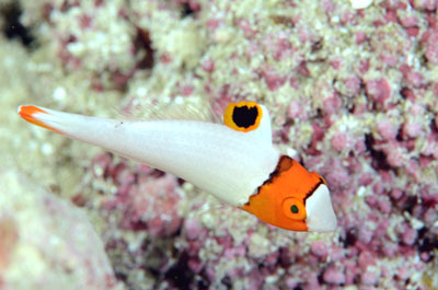 イロブダイの幼魚