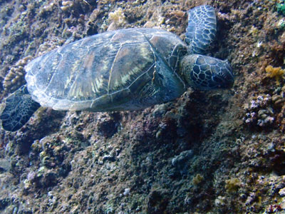 アオウミガメ　宮古島