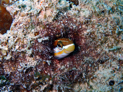 テンクロスジギンポ　宮古島