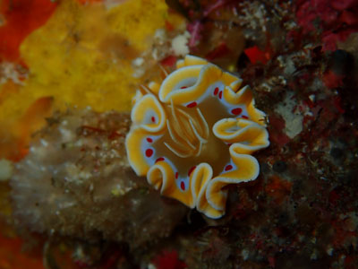 アカテンイロウミウシ 宮古島