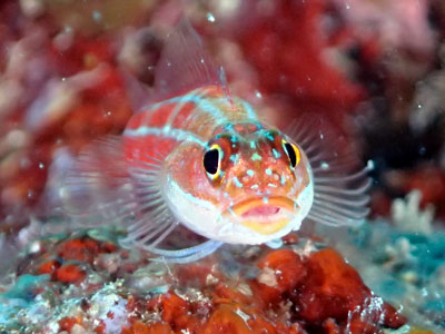 タテジマヘビギンポ　宮古島