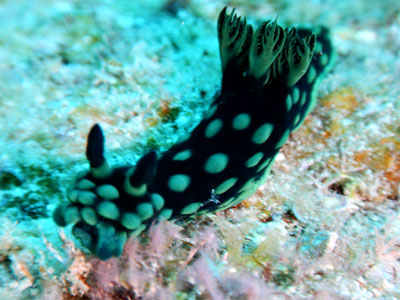 トサカリュウグウウミウシ