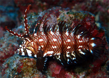 オビテンスモドキの幼魚　宮古島