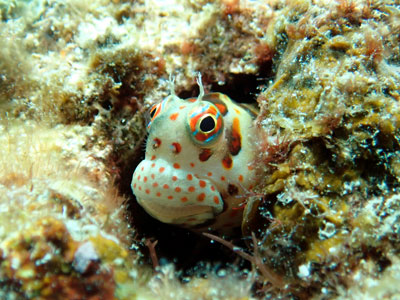 モンツキカエルウオ　宮古島