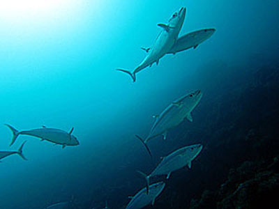 イソマグロの群れ 宮古島 ダイビング