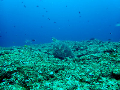 アオウミガメ　宮古島