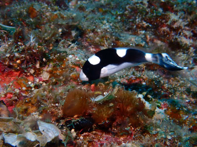 アジアコショウダイ 宮古島