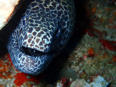 ニセゴイシウツボ　宮古島