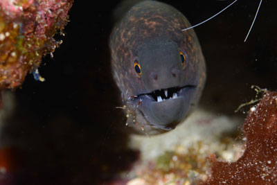 ゴマウツボ　宮古島