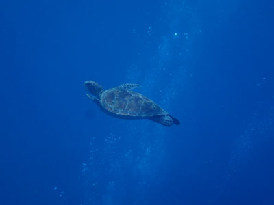 アオウミガメ　宮古島