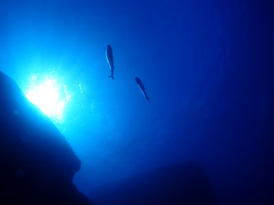 本ドロップ 宮古島