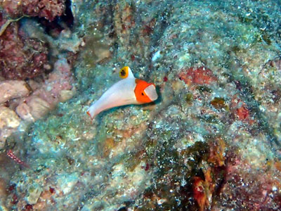 イロブダイの幼魚